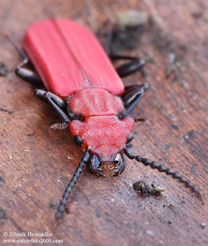 lesák rumělkový, Cucujus cinnaberinus (Brouci, Coleoptera)